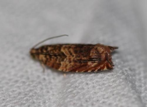 Réf. 328 342 : Gypsonoma minutana